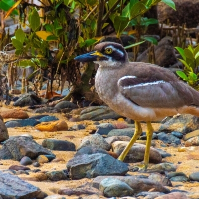 Vanellus miles (Masked Lapwing) at Slade Point, QLD - 27 Jul 2024 by Petesteamer