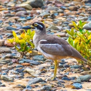 Vanellus miles at Slade Point, QLD - 27 Jul 2024