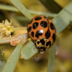 Harmonia conformis (Common Spotted Ladybird) at Fyshwick, ACT - 4 Sep 2024 by AlisonMilton