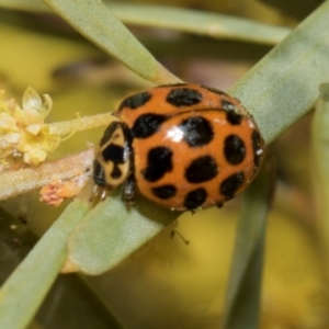 Harmonia conformis at Fyshwick, ACT - 4 Sep 2024 11:24 AM