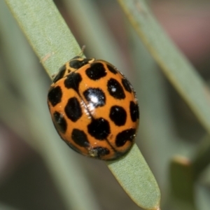 Harmonia conformis at Fyshwick, ACT - 4 Sep 2024 11:24 AM