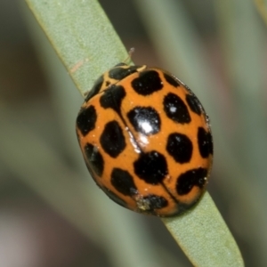 Harmonia conformis at Fyshwick, ACT - 4 Sep 2024 11:24 AM