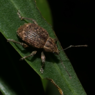 Curculionidae (family) at Freshwater Creek, VIC - 2 Apr 2021 by WendyEM