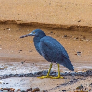 Egretta sacra at Slade Point, QLD - 27 Jul 2024 04:28 PM