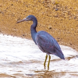 Egretta sacra at Slade Point, QLD - 27 Jul 2024 04:28 PM