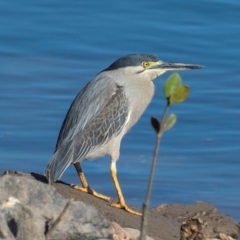 Butorides striata (Striated Heron) at Slade Point, QLD - 28 Jul 2024 by Petesteamer