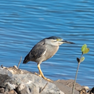 Butorides striata at Slade Point, QLD - 29 Jul 2024