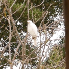 Tachyspiza novaehollandiae (Grey Goshawk) at Freshwater Creek, VIC - 16 Apr 2021 by WendyEM