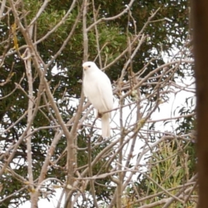 Accipiter novaehollandiae at Freshwater Creek, VIC - 16 Apr 2021