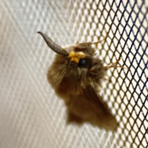Lomera lurida at Surf Beach, NSW - 7 Sep 2024 10:14 PM