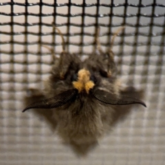 Lomera lurida at Surf Beach, NSW - 7 Sep 2024 10:14 PM