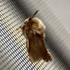 Lomera lurida at Surf Beach, NSW - 7 Sep 2024 10:14 PM