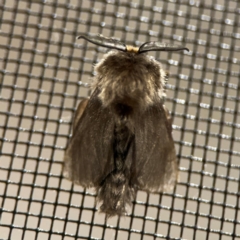 Lomera lurida at Surf Beach, NSW - 7 Sep 2024 10:14 PM