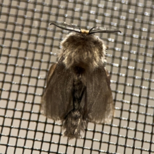 Lomera lurida at Surf Beach, NSW - 7 Sep 2024 10:14 PM