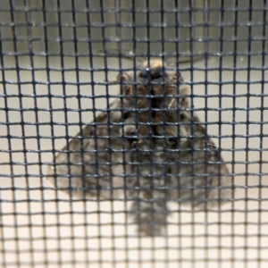 Lomera lurida at Surf Beach, NSW - 7 Sep 2024 10:14 PM