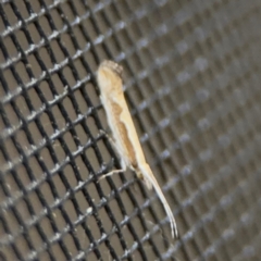 Plutella xylostella at Surf Beach, NSW - 7 Sep 2024 10:26 PM