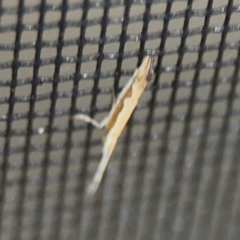 Plutella xylostella at Surf Beach, NSW - 7 Sep 2024 10:26 PM