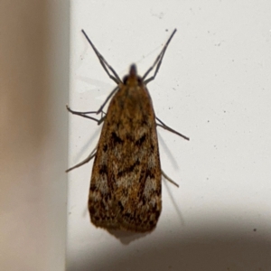 Achyra affinitalis at Surf Beach, NSW - 7 Sep 2024 10:27 PM