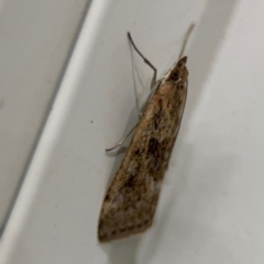 Achyra affinitalis at Surf Beach, NSW - 7 Sep 2024 10:27 PM