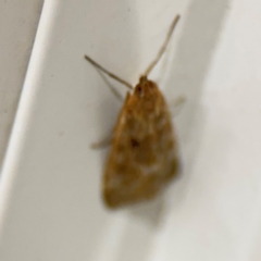 Achyra affinitalis at Surf Beach, NSW - 7 Sep 2024 10:27 PM