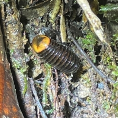 Unidentified Other Arthropod at Lamb Range, QLD - 5 Sep 2024 by Lisa.Jok