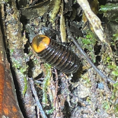 Unidentified Other Arthropod at Lamb Range, QLD - 5 Sep 2024 by Lisa.Jok