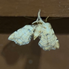 Musotima ochropteralis (A Crambid moth) at Surf Beach, NSW - 7 Sep 2024 by Hejor1