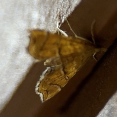 Musotima ochropteralis at Surf Beach, NSW - 7 Sep 2024 10:29 PM