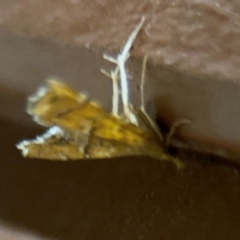 Musotima ochropteralis at Surf Beach, NSW - 7 Sep 2024 10:29 PM