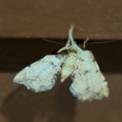 Musotima ochropteralis at Surf Beach, NSW - 7 Sep 2024 10:29 PM