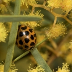 Harmonia conformis (Common Spotted Ladybird) at Higgins, ACT - 3 Sep 2024 by AlisonMilton