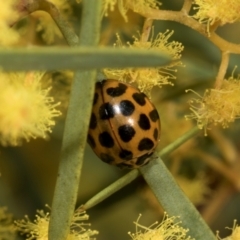 Harmonia conformis at Higgins, ACT - 3 Sep 2024