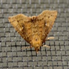 Noctuidae (family) at Surf Beach, NSW - 7 Sep 2024 by Hejor1