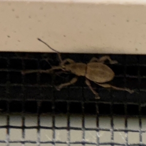 Merimnetes (genus) at Surf Beach, NSW - 7 Sep 2024 10:31 PM