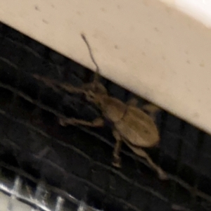 Merimnetes (genus) at Surf Beach, NSW - 7 Sep 2024 10:31 PM