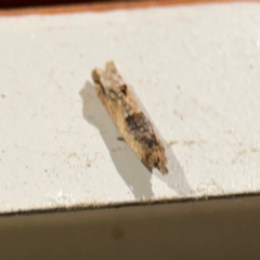 Crocidosema plebejana (Cotton Tipworm Moth) at Surf Beach, NSW - 7 Sep 2024 by Hejor1