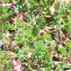 Fumaria muralis subsp. muralis at Symonston, ACT - 8 Sep 2024