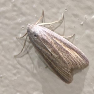 Prionopterina grammatistis at Surf Beach, NSW - 7 Sep 2024 10:33 PM