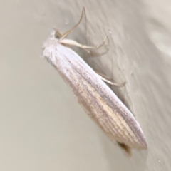 Prionopterina grammatistis at Surf Beach, NSW - 7 Sep 2024 10:33 PM