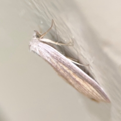 Prionopterina grammatistis at Surf Beach, NSW - 7 Sep 2024 10:33 PM