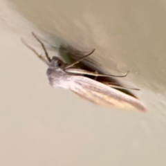 Prionopterina grammatistis at Surf Beach, NSW - 7 Sep 2024 10:33 PM