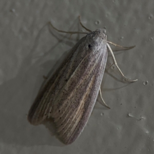 Prionopterina grammatistis at Surf Beach, NSW - 7 Sep 2024 10:33 PM