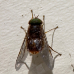 Tabanidae (family) at Surf Beach, NSW - 7 Sep 2024 10:35 PM