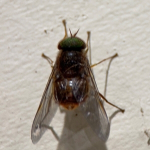 Tabanidae (family) at Surf Beach, NSW - 7 Sep 2024 10:35 PM