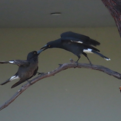 Strepera graculina (Pied Currawong) at Symonston, ACT - 8 Sep 2024 by RodDeb