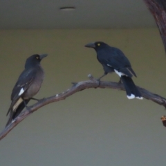 Strepera graculina at Symonston, ACT - 8 Sep 2024