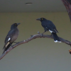 Strepera graculina at Symonston, ACT - 8 Sep 2024