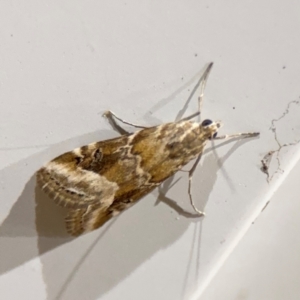 Hellula hydralis at Surf Beach, NSW - 7 Sep 2024 10:37 PM