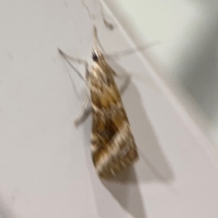 Hellula hydralis at Surf Beach, NSW - 7 Sep 2024 10:37 PM