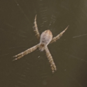 Argiope (genus) at Surf Beach, NSW - 7 Sep 2024 10:38 PM